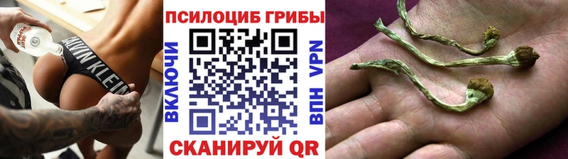 Купить где  Киреевск  Псилоцибиновые грибы Psilocybine cubensis 